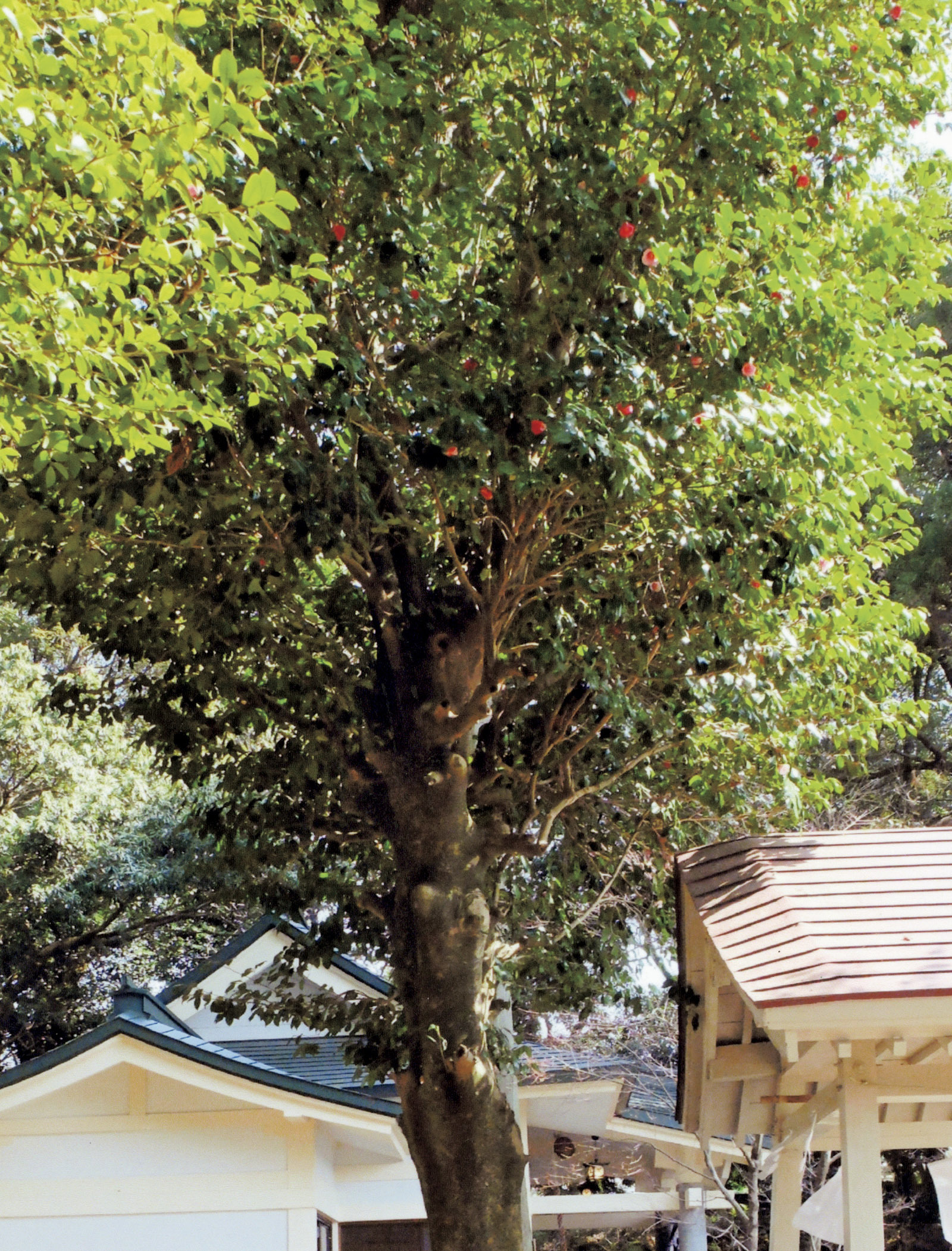 亀井神社のツバキ「家長」