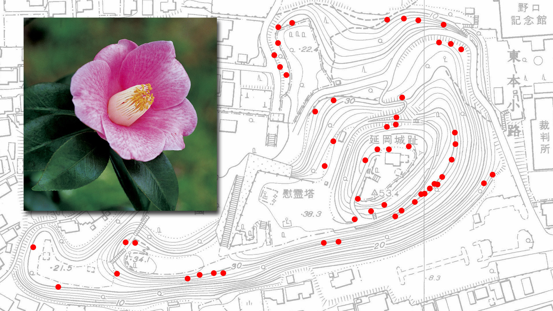 延岡城址のヤブツバキ